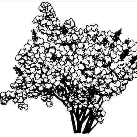 thumbnail for publication: Cotinus coggygria 'Pendulus': 'Pendulus' Smoketree
